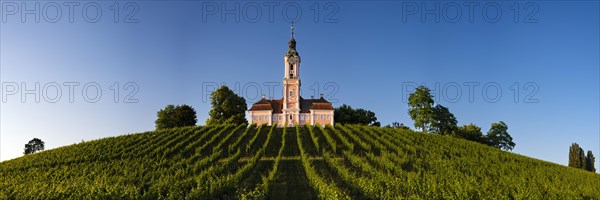 Vineyards, Birnau pilgrimage church, baroque church, exterior view, Uhldingen-Muehlhofen on Lake Constance, Baden-Wuerttemberg, Germany, Europe