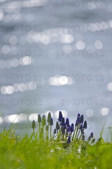 Grape hyacinths (Muscari botryoides), spring, Germany, Europe