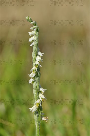 Autumn helleborine (Spiranthes spiralis), autumn helleborine, small orchids, very rare, flowering panicle on a nutrient-poor meadow, close-up, Hesse, Germany, Europe