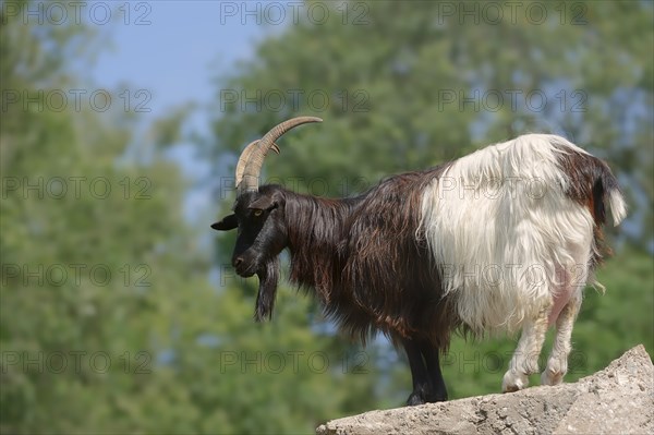 Valais black-necked goat or Vallesana goat (Capra aegagrus f. hircus), billy goat, North Rhine-Westphalia, Germany, Europe
