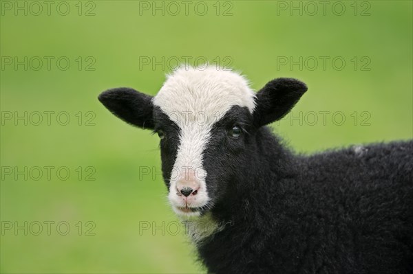 Jacob sheep (Ovis ammon f. aries), lamb, Lower Saxony Germany