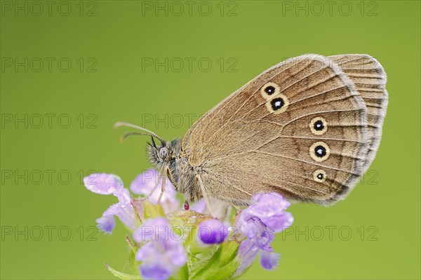 Ringlet (Aphantopus hyperantus), North Rhine-Westphalia, Germany, Europe