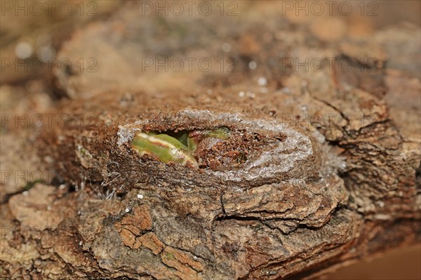 Sallow kitten moth (Furcula furcula), caterpillar building cocoon, North Rhine-Westphalia, Germany, Europe