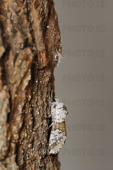 Sallow kitten moth (Furcula furcula), freshly hatched butterfly and cocoon, North Rhine-Westphalia, Germany, Europe