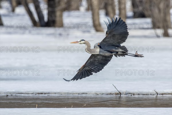 Great-blue heron (ardea herodias) in flight over a river, forest of Yamachiche, province of Quebec, Canada, AI generated, North America