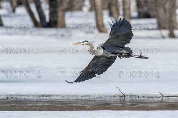 Great-blue heron (ardea herodias) in flight over a river, forest of Yamachiche, province of Quebec, Canada, North America