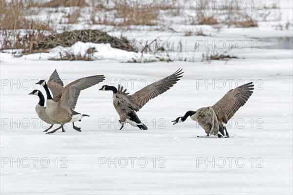 Canada geese (branta canadensis), adult chasing other geese on a frozen marsh, Lac Saint-Pierre biosphere reserve. province of Quebec. Canada, AI generated