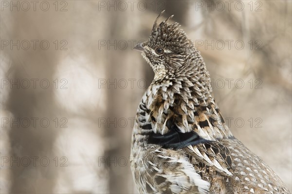Ruffed grouse (Bonasa umbellus), male standing on a trunk, close-up, La Mauricie national park, Province of Quebec, Canada, AI generated, North America