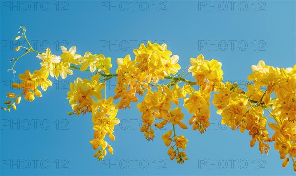 Laburnum flowers with their vibrant color contrasting against a blue sky AI generated