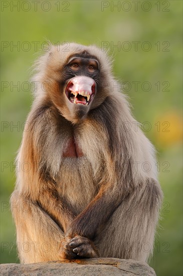 Djelada or gelada baboon (Theropithecus gelada), threatening, captive, occurring in Ethiopia