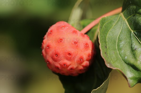 Japanese flowering dogwood (Cornus kousa), fruit, native to Asia, ornamental plant, North Rhine-Westphalia, Germany, Europe