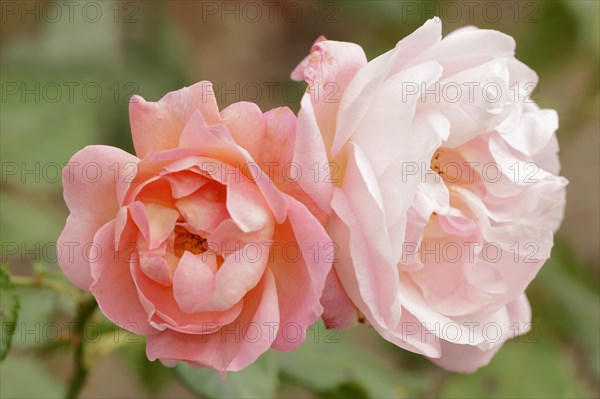 Garden rose or rose 'Nymphenburg' (Rosa hybrida), flowers, ornamental plant, North Rhine-Westphalia, Germany, Europe