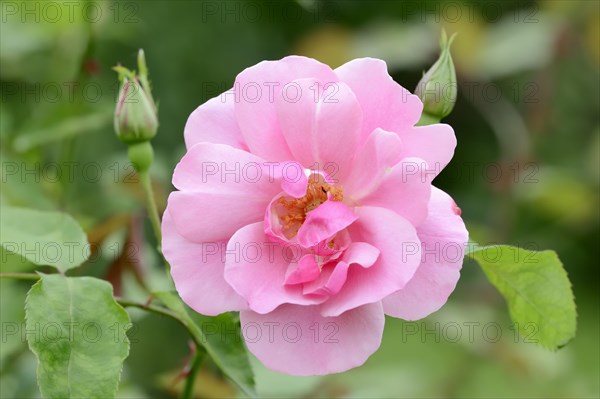 Garden rose or rose 'Silberlachs' (Rosa hybrida), flower, ornamental plant, North Rhine-Westphalia, Germany, Europe