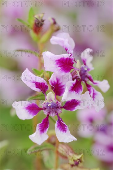 Quiverflower 'Vienco Lavender' (Cuphea llavea), flowers, ornamental plant, North Rhine-Westphalia, Germany, Europe