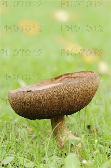 Common birch mushroom or birch bolete (Leccinum scabrum, Boletus scaber), North Rhine-Westphalia, Germany, Europe