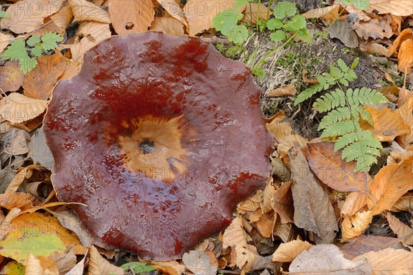 Chestnut-brown stem porling or black-red porling (Picipes badius, Polyporus badius), autumn, North Rhine-Westphalia, Germany, Europe