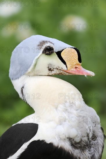 King eider (Somateria spectabilis), male, portrait, captive, Hesse, Germany, Europe