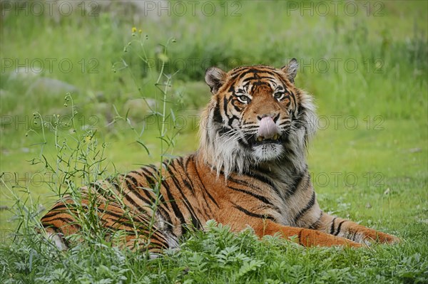 Sumatran tiger (Panthera tigris sumatrae), male, captive, occurring on Sumatra, Indonesia, Asia