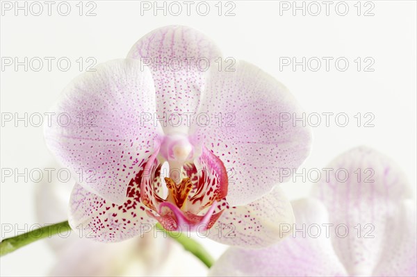 Butterfly orchid (Phalaenopsis), flower, houseplant, North Rhine-Westphalia, Germany, Europe