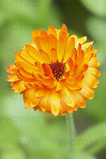 Marigold or garden marigold (Calendula officinalis), flower, North Rhine-Westphalia Germany