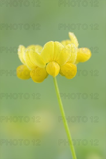 Bird's-foot trefoil (Lotus corniculatus), flowers with dewdrops, North Rhine-Westphalia, Germany, Europe