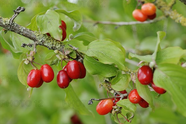 Cornelian cherry (Cornus mas), branch with fruit, North Rhine-Westphalia, Germany, Europe