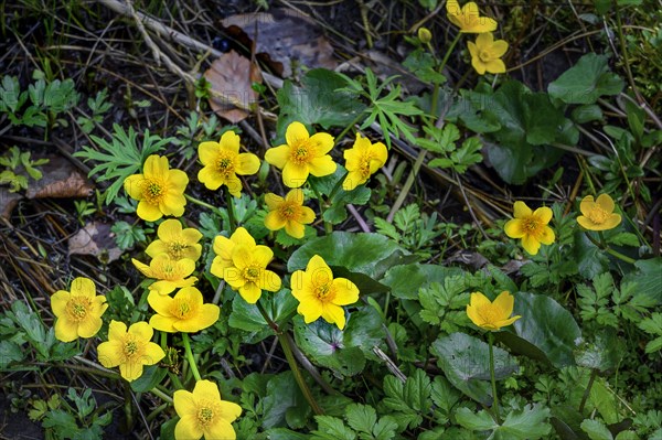 Yellow anemones (Anemone ranunculoides), Allgaeu, Swabia, Bavaria, Germany, Europe