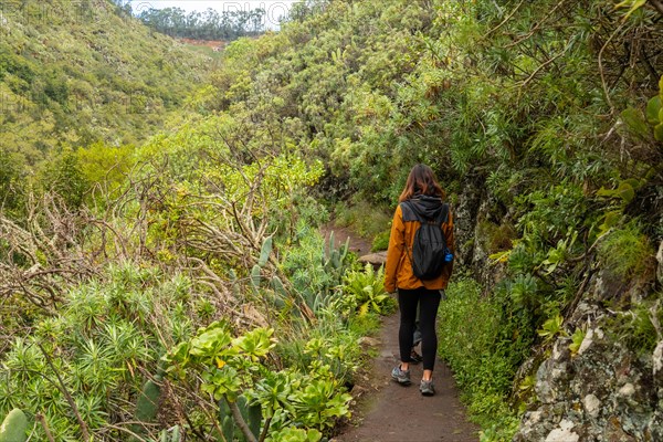 Woman walking along a path in the Laurisilva forest of Los tilos de Moya, Gran Canaria