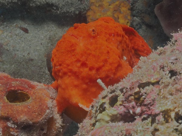 Longlure frogfish (Antennarius multiocellatus), dive site Pauls Reef, Riviera Beach, Florida, USA, North America