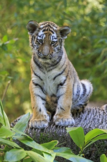 A tiger young sits relaxed on a tree bark in a natural environment, Siberian tiger, Amur tiger, (Phantera tigris altaica), cubs