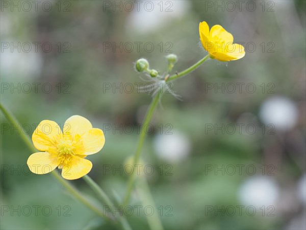 Woolly buttercup (Ranunculus lanuginosus), Leoben, Styria, Austria, Europe