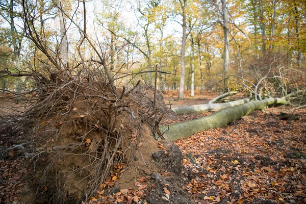 Deadwood structure in deciduous forest, root plates and lying deadwood, important habitat for insects and birds, North Rhine-Westphalia, Germany, Europe