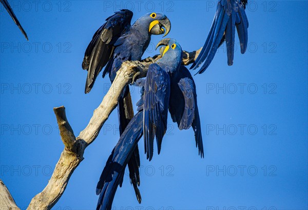 Hyacinth Macaw (Anodorhynchus hyacinthinus) Pantanal Brazil