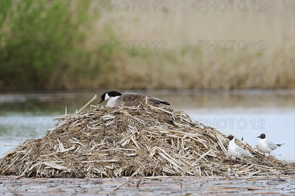 Canada goose (Branta canadensis) breeding on the nest and black-headed gulls (Chroicocephalus ridibundus, Larus ridibundus), North Rhine-Westphalia, Germany, Europe