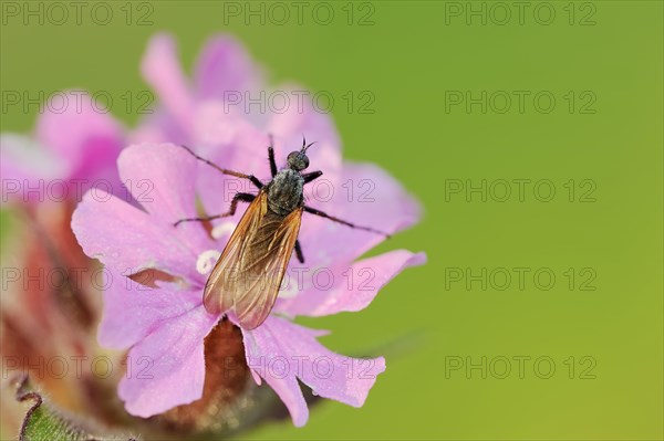 Empis tessellatav (Empis tessellata) on a flower of the red campion (Silene dioica), flowers, North Rhine-Westphalia, Germany, Europe