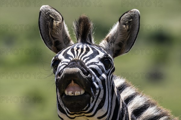 Plains zebra (Equus quagga), Funny Zebra, Addo Elephant National Park, Eastern Cape, South Africa, Africa