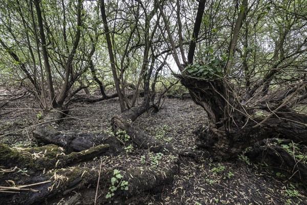 Old willows (Salix alba) in the quarry forest, Emsland, Lower Saxony, Germany, Europe