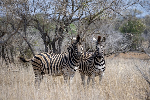 Two plains zebras (Equus quagga) in high dry grass, African savannah, Kruger National Park, South Africa, Africa
