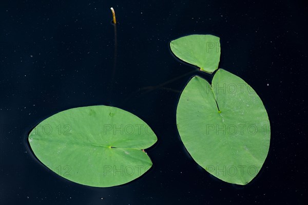 Water lily pads, lake near Hartola, Finland, Europe