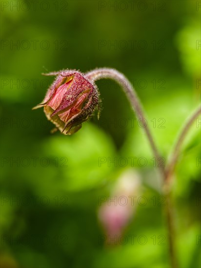 Water avens (Geum rivale), Piding, Berchtesgadener Land, Bavaria, Germany, Europe