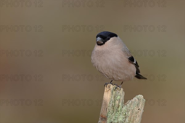 Eurasian bullfinch (Pyrrhula pyrrhula), female, sitting on a tree stump, Wilnsdorf, North Rhine-Westphalia, Germany, Europe