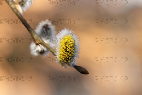 Flowering goat willow (Salix caprea), flower catkins with pollen on a branch, close-up, North Rhine-Westphalia, Germany, Europe