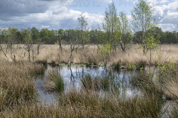 Moorland landscape with sprouting birch trees (Betula pendula), Emsland, Lower Saxony, Germany, Europe