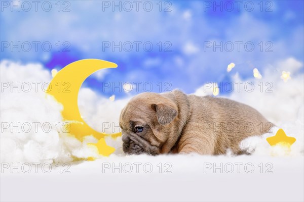 Fawn French Bulldog puppy between fluffy clouds with moon and stars