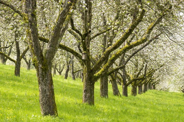 Orchard meadow, blossoming apple trees, nesting box, Baden, Wuerttemberg, Germany, Europe