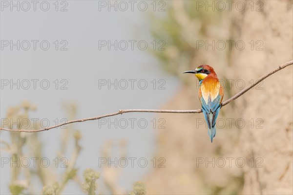 European bee-eater (Merops apiaster) on a branch. Kaiserstuhl, Emmendingen, Freiburg im Breisgau, Baden-Wuerttemberg, Germany, Europe