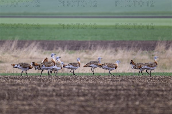 Several great bustards (Otis tarda) in a field, cockerels, Lower Austria, Austria, Europe