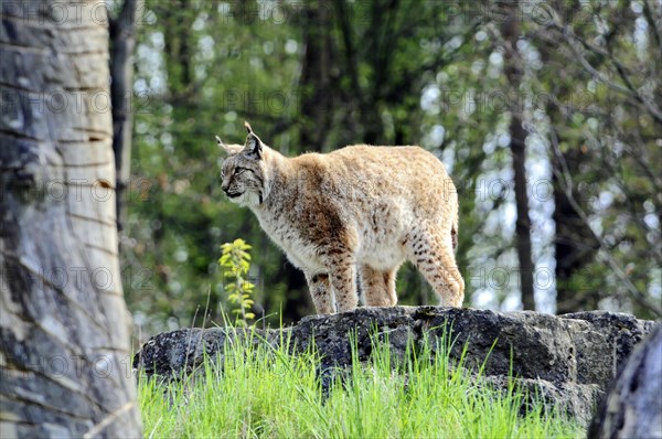 Lynx (Lynx lynx), animal park, captive, A lynx stands on a rock in a green environment and looks alert, animal park, Bavaria, Germany, Europe