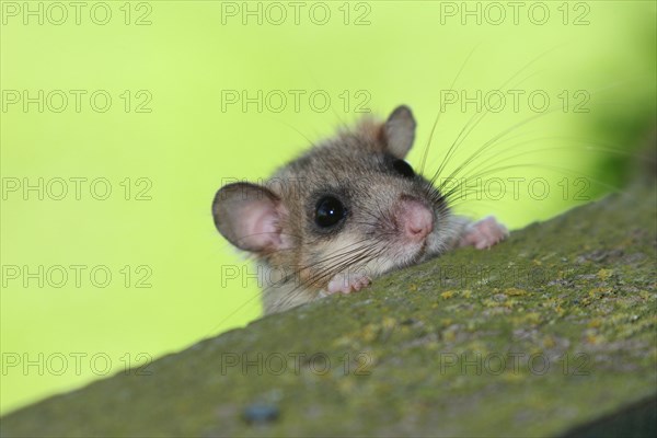 Edible dormouse (Glis glis) looking curiously over the parapet of a hunter's stand, Allgaeu, Bavaria, Germany, Europe