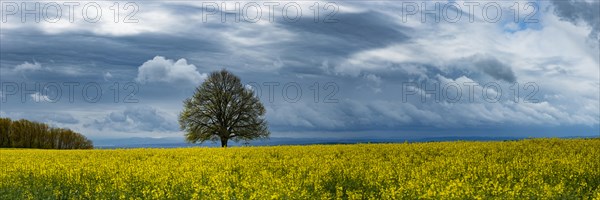 Lime tree (Tilia) on the Hoedinger Berg, Hoedingen, Lake Constance district, Upper Swabia, Baden-Wuerttemberg, Germany, Europe